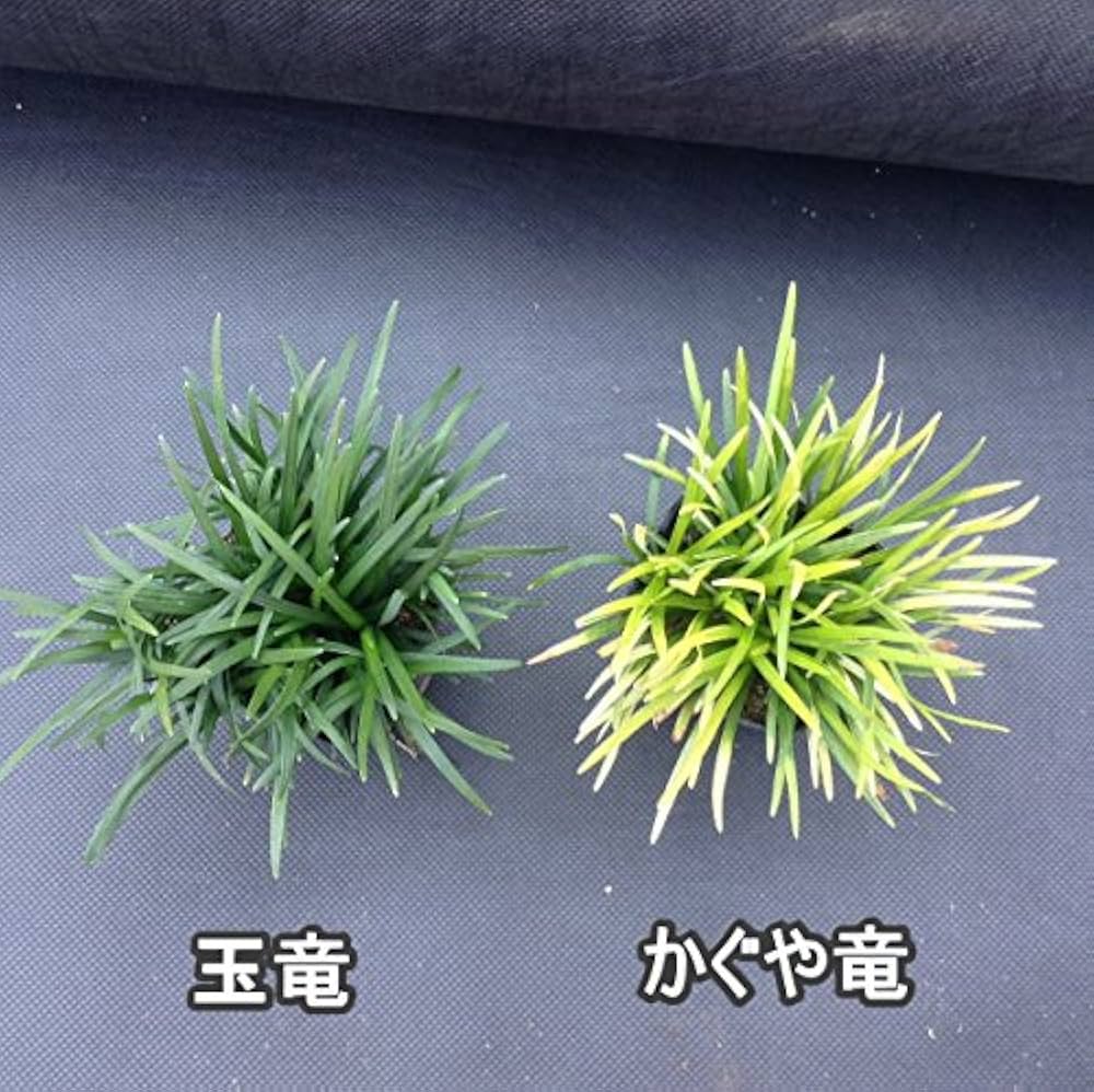 Amazon | かぐや竜20pot (PVP)と玉竜20potのお試しセット